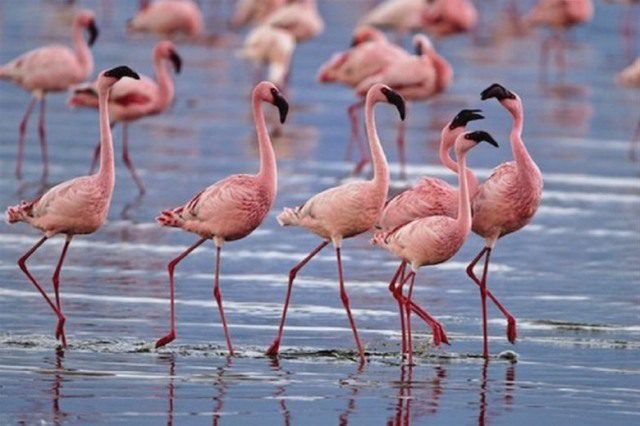 flamingo giorti poulion kerkini