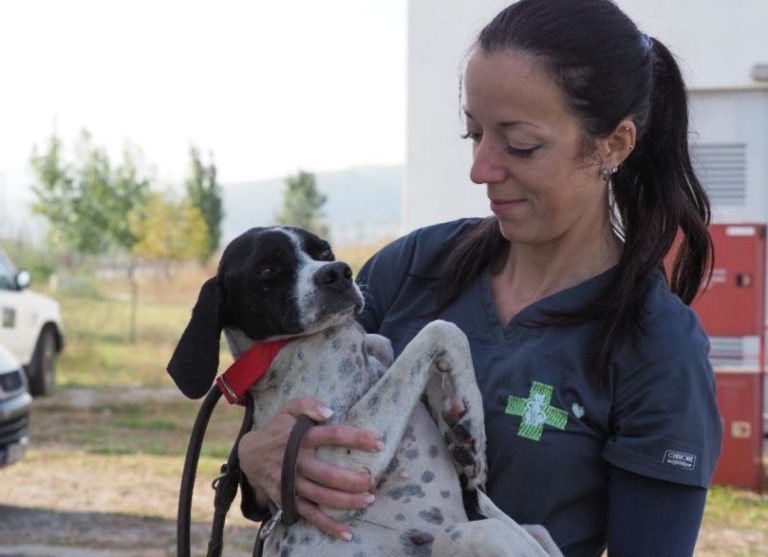 Στο Δήμο Βισαλτίας εμβολιάστηκαν και σημάνθηκαν 115 αδέσποτα ζώα