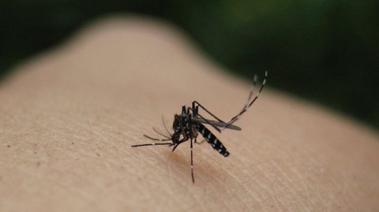 Μεγάλη αύξηση στον αριθμό των κουνουπιών στην Περιφέρεια Κεντρικής Μακεδονίας