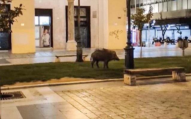 Θεσσαλονίκη: Αγριογούρουνο κόβει… βόλτες στην πλατεία Αριστοτέλους