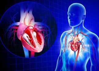 cardiovascular system e vima