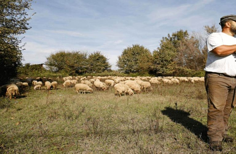 Έκκληση απευθύνει ο Πανσερραϊκός Κτηνοτροφικός Σύλλογος: Για να βοηθηθεί Σερραίος κτηνοτρόφος