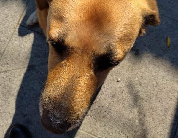 Σέρρες: Άγνωστος έσβησε το τσιγάρο του στο κεφάλι αδέσποτου σκύλου