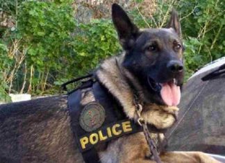 σκύλος αστυνομία ναρκωτικά scaled