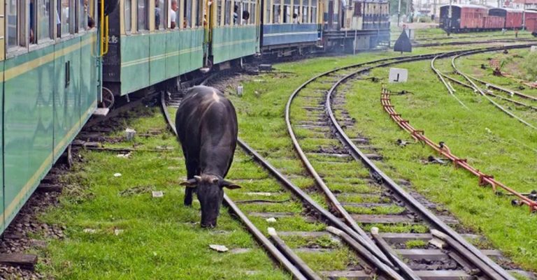 Ινδία: Σκοτώθηκε από ιπτάμενη αγελάδα ενώ έκανε την ανάγκη του στις ράγες τρένου
