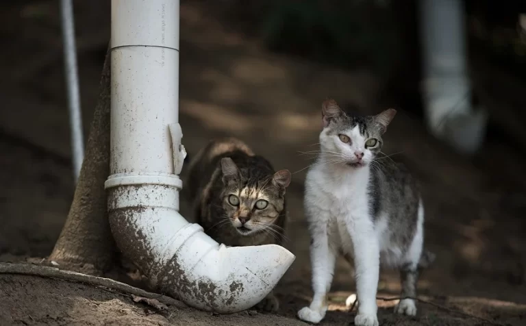 Σάλος με διαγωνισμό που παιδιά κυνηγούν και σκοτώνουν γάτες – Ακυρώθηκε εν μέσω αντιδράσεων