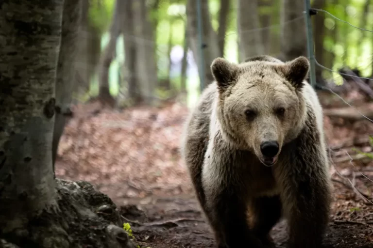 Δήμος Σερρών: Προληπτικά μέτρα Προστασίας για την αρκούδα