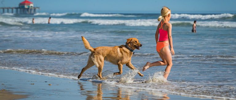 Σκύλος στη παραλία: Τι μας λέει η Νομοθεσία / Συμβουλές για τα ζώα