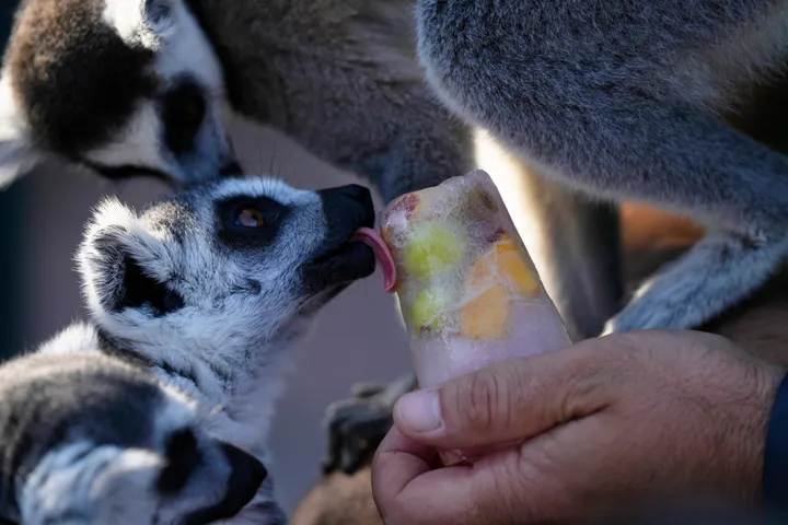 Αττικό Πάρκο: Δροσίζουν τα ζώα με «παγωτά» για να αντέξουν τη ζέστη (Εικόνες)
