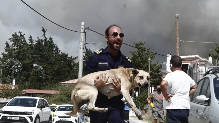 Φωτιά στην Πάρνηθα: Προσπαθούν να σώσουν τα ζώα που έχουν εγκλωβιστεί στη φωτιά στο Μενίδι – Δείτε φωτογραφίες