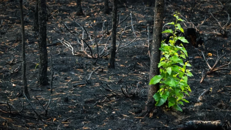 Φωτιές: Σπάνια είδη κατακτούν τις καμένες περιοχές, σύμφωνα με ελβετικό ερευνητικό ινστιτούτο