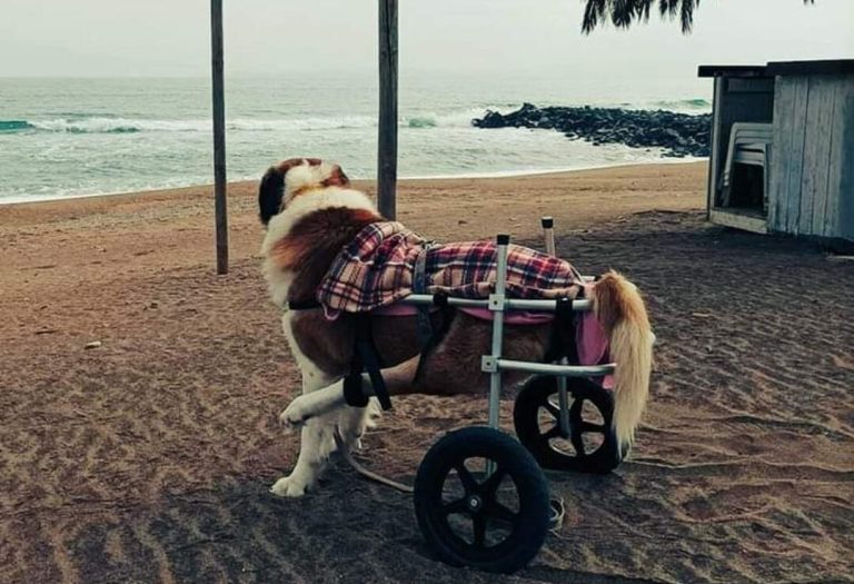 Τα αναπηρικά αμαξίδια για ζώα του Βασίλη Τζιγκούρα μας δείχνουν το δρόμο