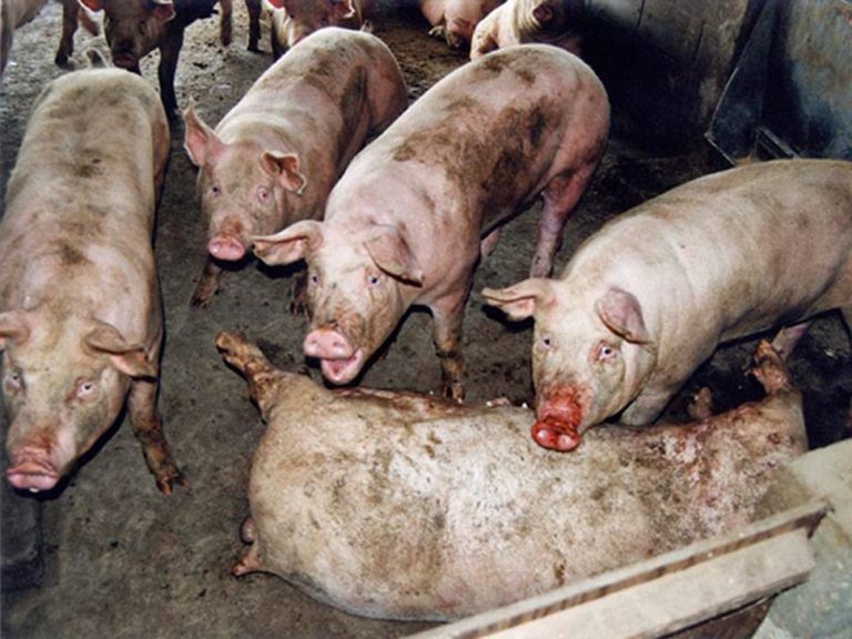 Μακάβρια εικόνα: Γουρούνια που σώθηκαν στον πλημμυρισμένο Κοσκινά κανιβαλίζουν τρώγοντας το ένα το άλλο!
