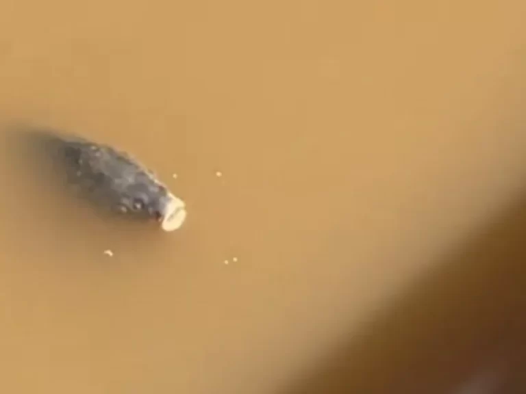 Απίστευτο βίντεο: Ψάρια κολυμπούν στα λασπόνερα στο κέντρο της Λάρισας