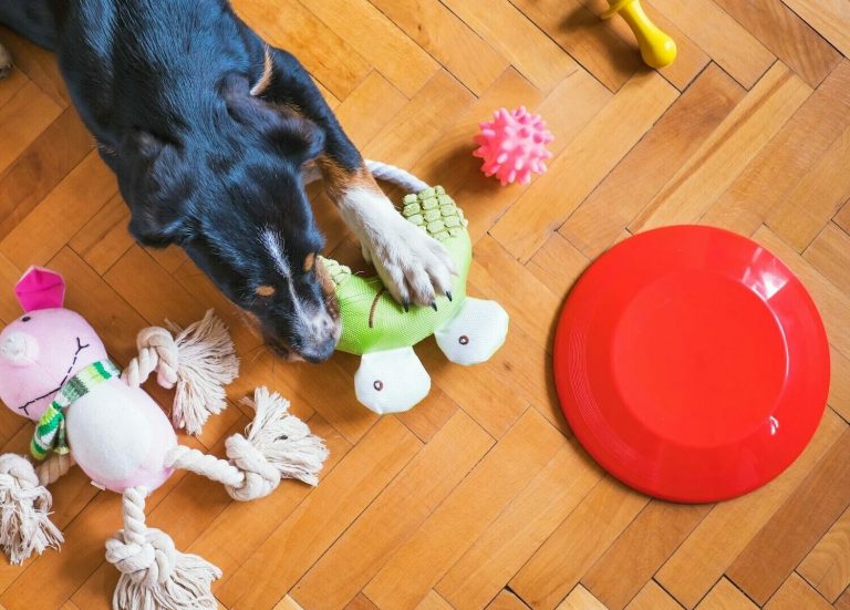 Γιατί στους σκύλους αρέσουν τα παιχνίδια που κάνουν θόρυβο