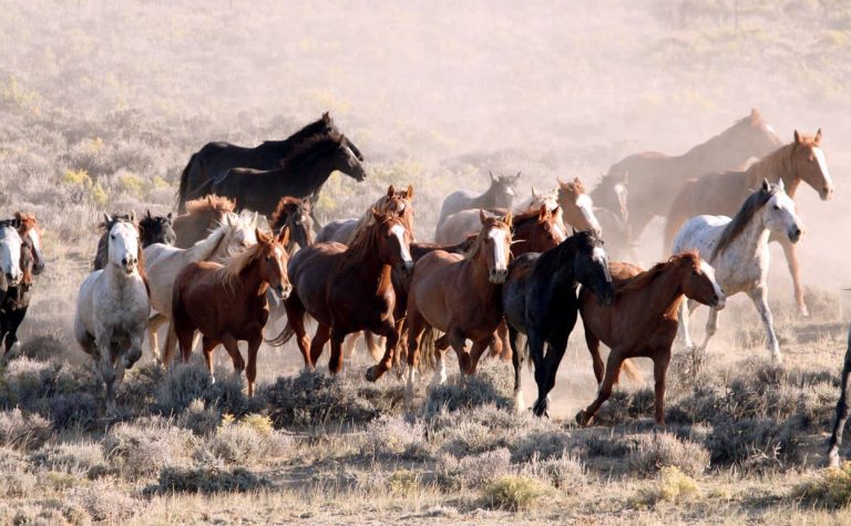 Οι αρχές στην Αυστραλία θα σκοτώσουν 16.000 άγρια άλογα πυροβολώντας τα από ελικόπτερο