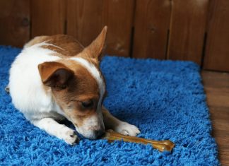 Dog,With,Rawhide,Bone,On,Rug,On,Wooden,Wall,Background