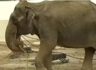 pethane o pio lyphmenos elefantas