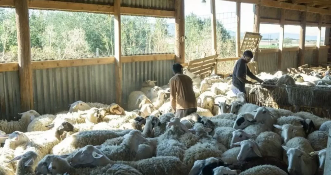 Ινδοί αγρότες έγιναν κτηνοτρόφοι σε μονάδα της Χαλκιδικής