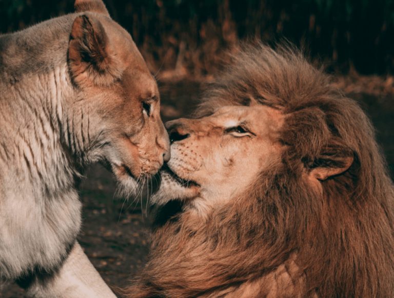 Δικαστήριο αποφάσισε να αλλάξουν τα ονόματα δύο λιονταριών γιατί είναι «βλάσφημα»