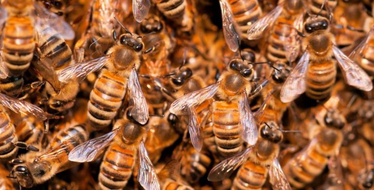 HΠΑ: 3χρονο κοριτσάκι πίστευε ότι υπήρχαν τέρατα στο δωμάτιό της – Τελικά ήταν… 60.000 μέλισσες