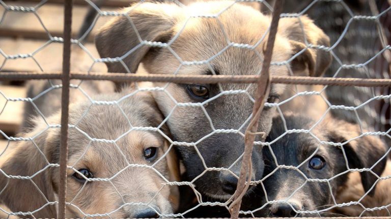 Κορoνοϊός: Αυξήθηκε η υιοθεσία κατοικίδιων ζώων εν μέσω καραντίνας