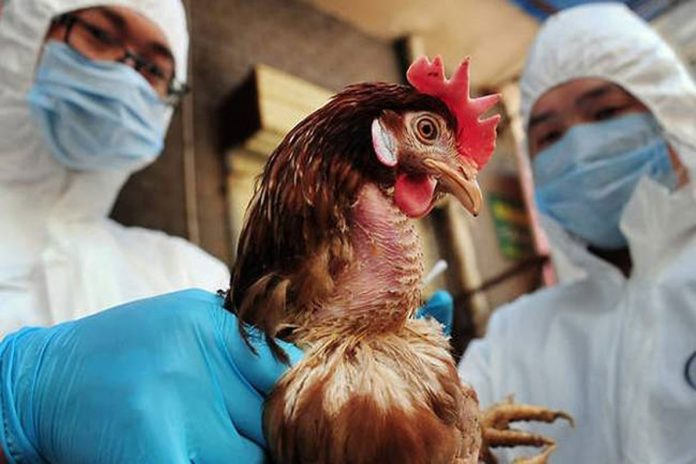 Φοβούνται για τη γρίπη των πτηνών: Αυξημένος ο κίνδυνος στη χώρα μας