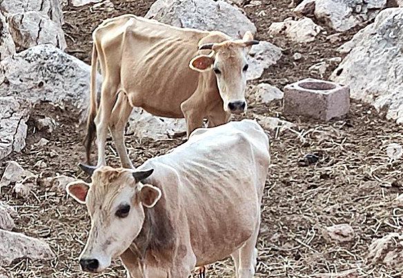 Θεσπρωτία: Εικόνες γροθιά στο στομάχι με σκελετωμένες αγελάδες στην Θεσπρωτία
