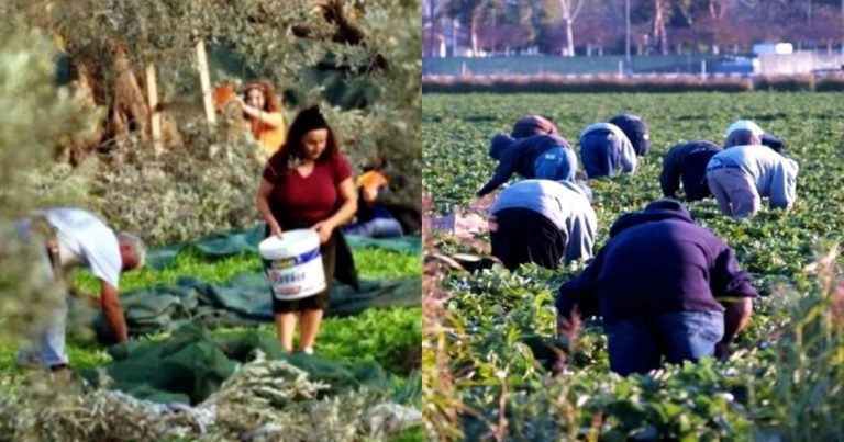 Ευχάριστα νέα: Νέοι Έλληνες στα χωράφια για δουλειά, για πρώτη φορά μετά από 30 χρόνια, φεύγουν οι Αλβανοί