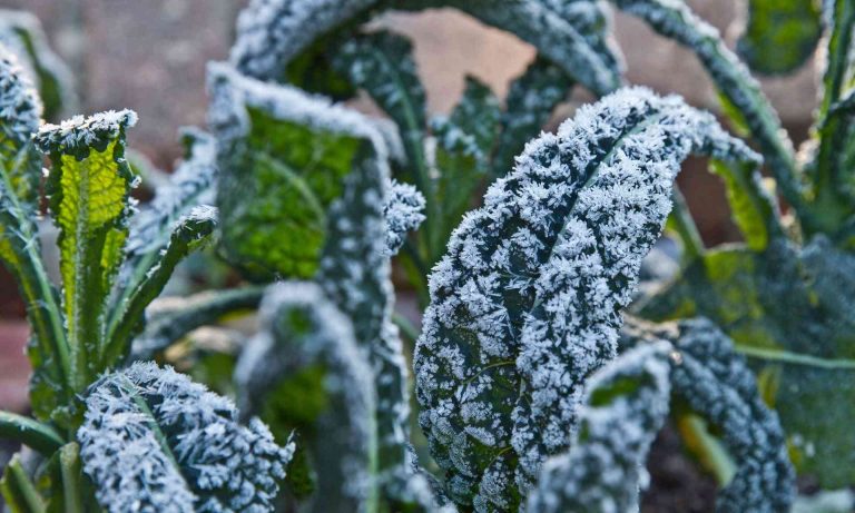 Κακοκαιρία Μπάρμπαρα: Η εφαρμογή frost.minagric.gr ασπίδα προστασίας από τον παγετό