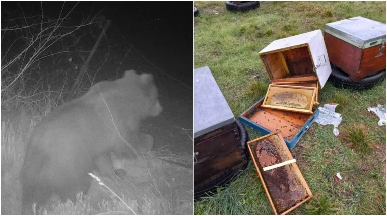 Αρκούδα… Γουίνι έφαγε 40 κιλά μέλι και κατέστρεψε 15 με 20 μελίσσια στο όρος Πάικο