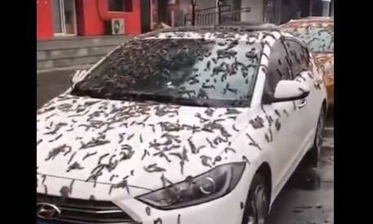 Σκουλήκια έπεσαν από τον ουρανό της Κίνας – Τι είναι η «βροχή ζώων» και γιατί συμβαίνει