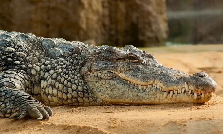 krokodeilos e vima