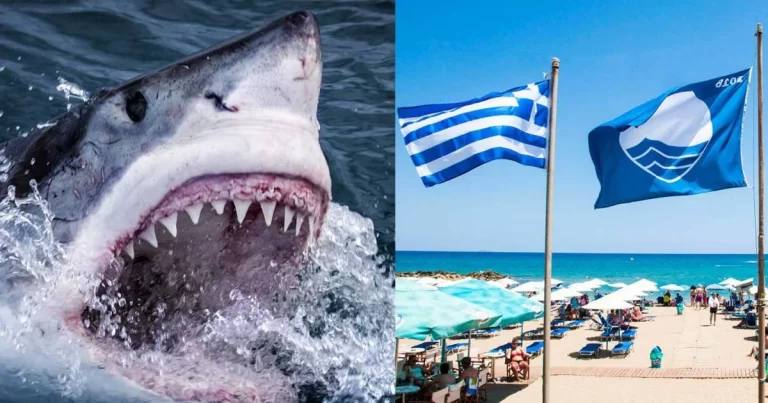Ευχάριστα νέα από τους καρχαρίες: Είναι στις ελληνικές θάλασσες αλλά δεν ενδιαφέρονται για μας