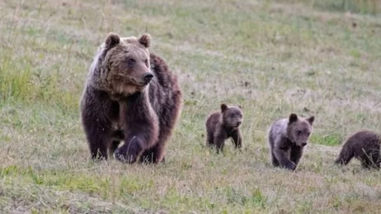 Ιταλία: Πυροβόλησαν και σκότωσαν μητέρα αρκούδα – Οργισμένες αντιδράσεις