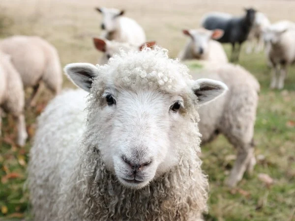 Μαγνησία: Πρόβατα έφαγαν πάνω από 100 κιλά κάνναβη