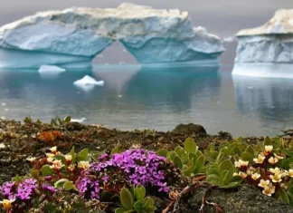 antarctica flowers e vima