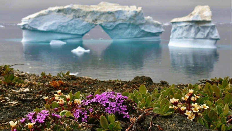 antarctica flowers e vima