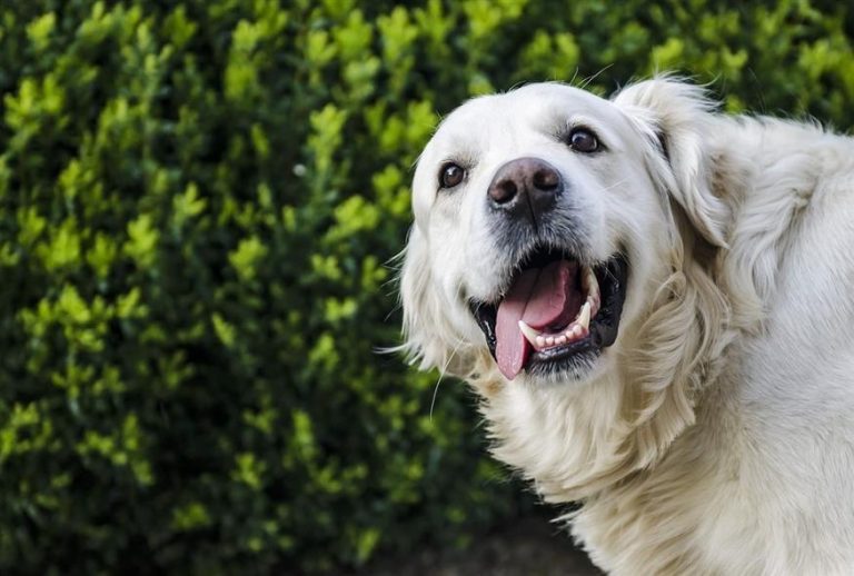 Μυστηριώδης ασθένεια του αναπνευστικού συστήματος εξαπλώνεται σε σκύλους στις ΗΠΑ – Ποια είναι τα συμπτώματα και γιατί τρομάζει