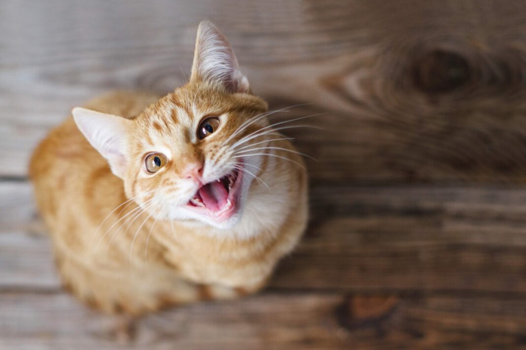Ginger,Tabby,Young,Cat,Sitting,On,A,Wooden,Floor,Looks