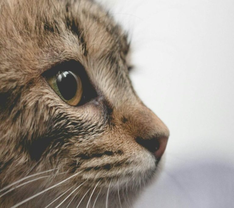 Κλαίνε οι γάτες για συναισθηματικούς λόγους; Όλα όσα πρέπει να γνωρίζετε