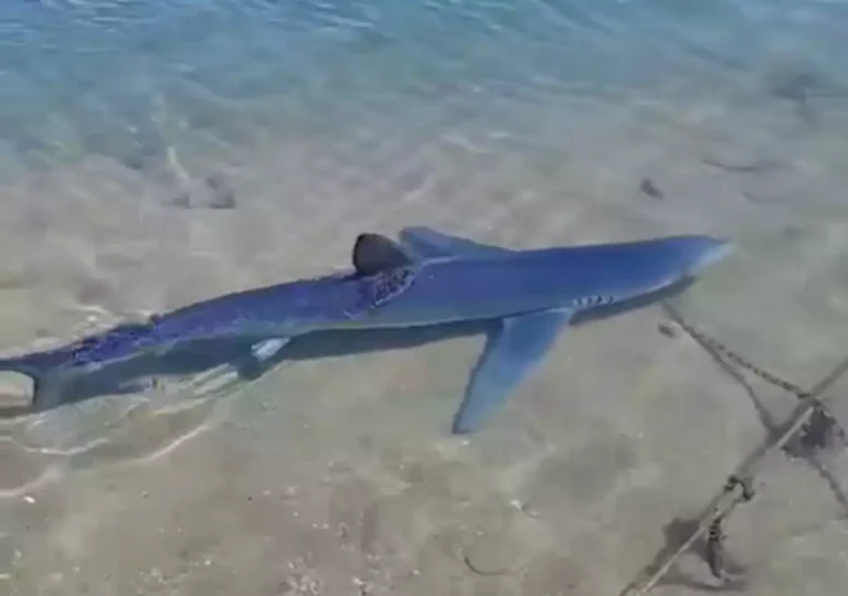 Γλυφάδα: Καρχαρίας έκοβε βόλτες στη μαρίνα