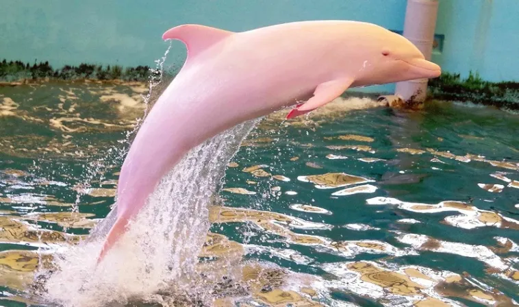 spanio roz delfini